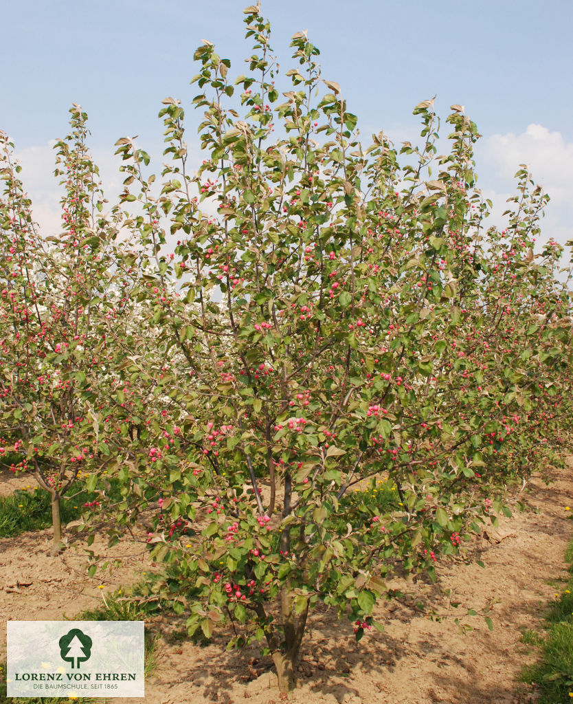 Malus 'Brandy Magic'