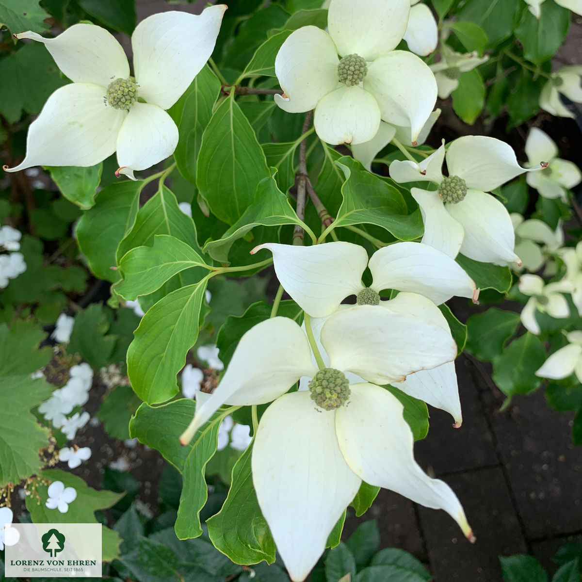 Cornus kousa 'China Girl'