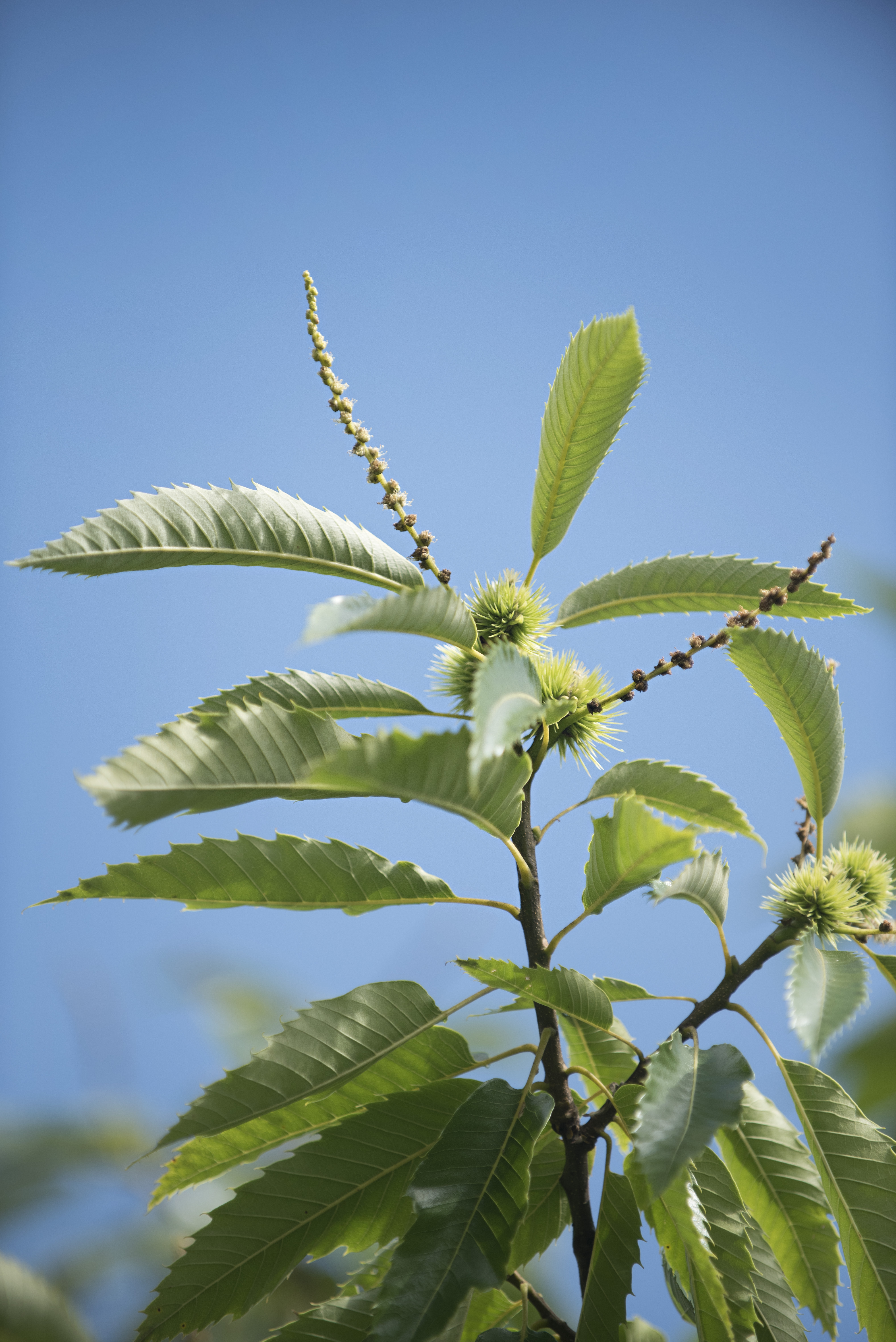 Castanea sativa Unikat