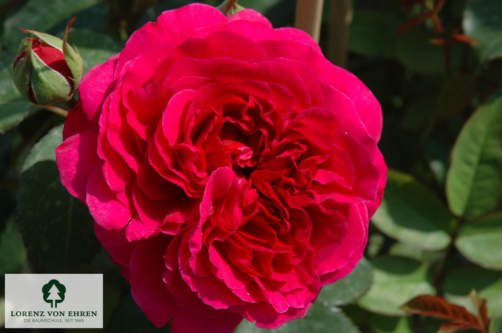 Rosa 'William Shakespeare 2000'