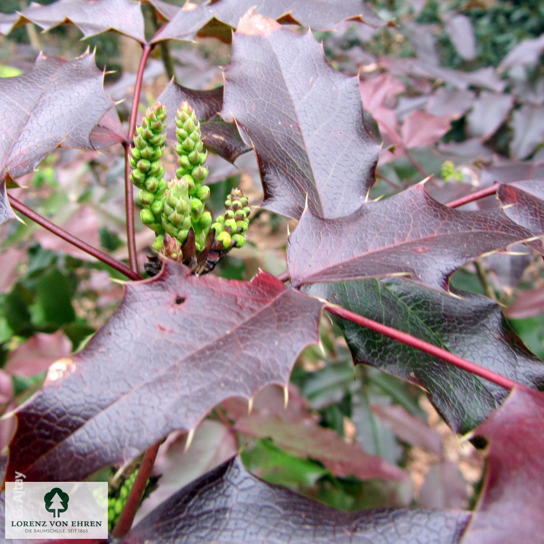 Mahonia aquifolium 'Atropurpurea'