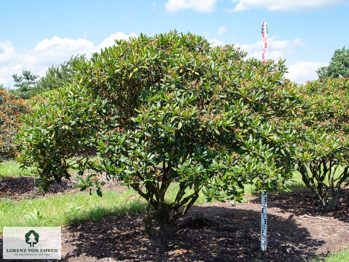 Rhododendron Hybride 'Cunninghams White'