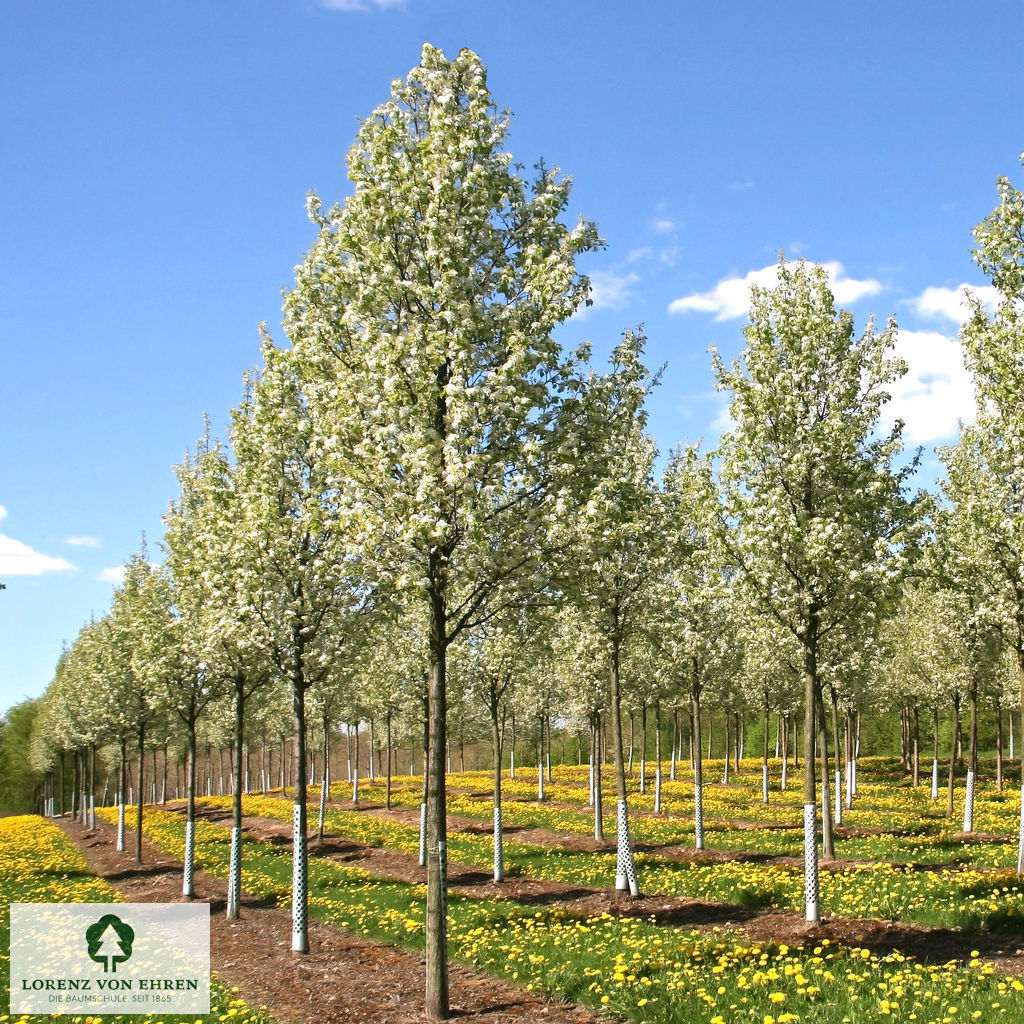 Pyrus calleryana 'Chanticleer'