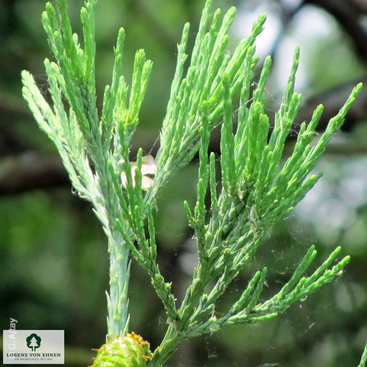 Sequoiadendron giganteum