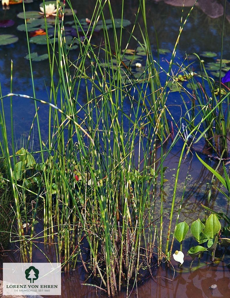 Scirpus lacustris tabernaemontani 'Zebrinus'