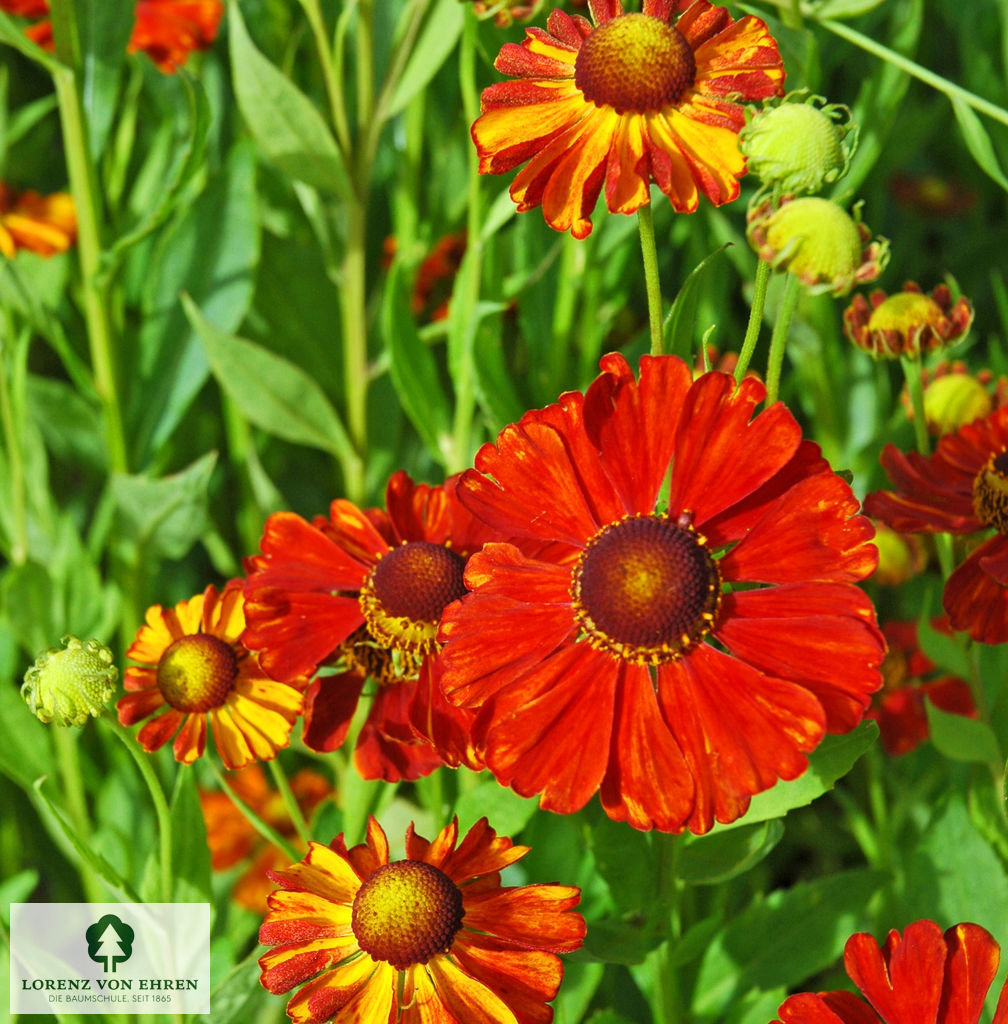 Helenium cultorum 'Baudirektor Linne'