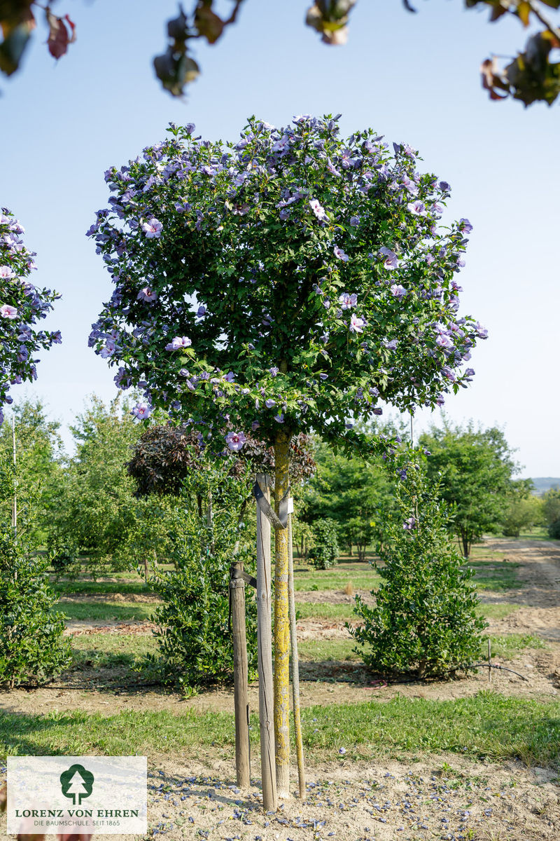 Hibiscus syriacus 'Oiseau Bleu' | Baumschule LvE