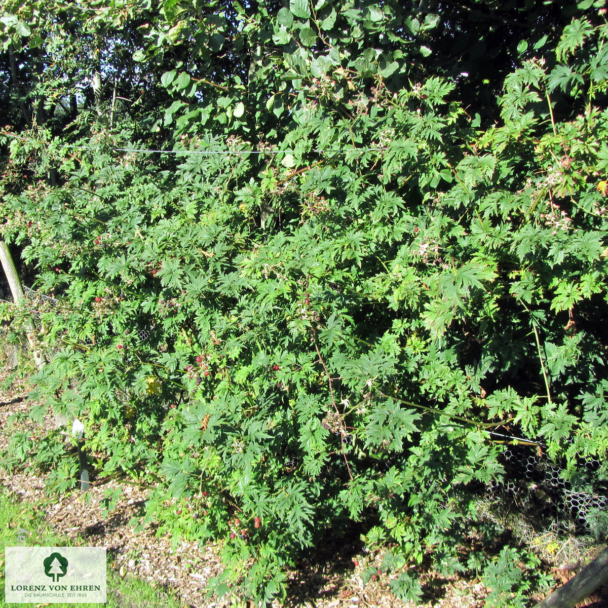 Rubus fruticosus 'Thornless Evergreen'