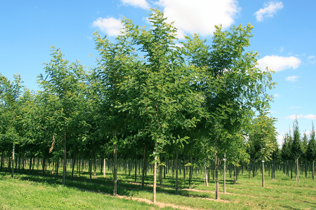 Robinia pseudoacacia Nyirségi Scheinakazien in der Baumschule im Sommer