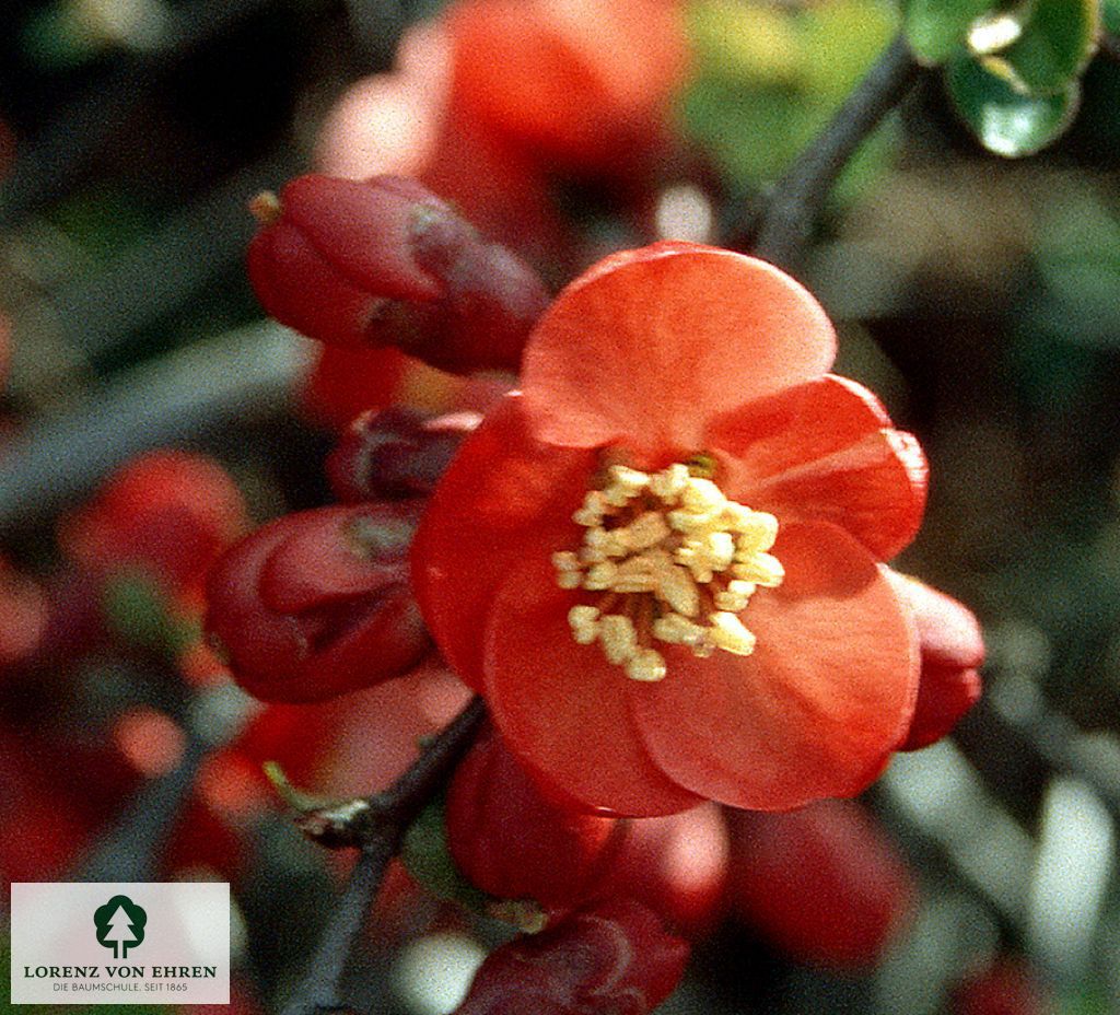 Chaenomeles 'Nicoline'