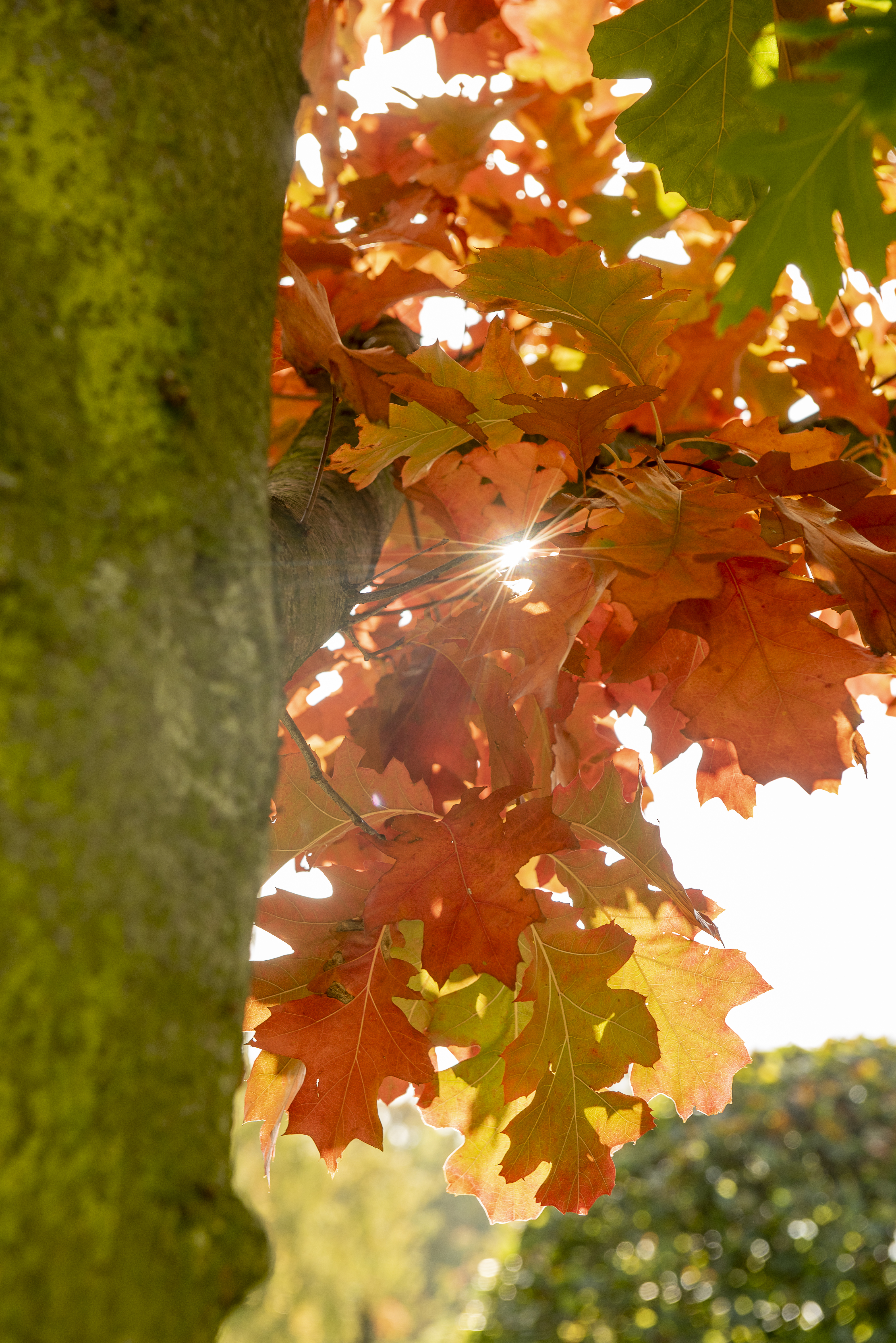Quercus rubra Unikat