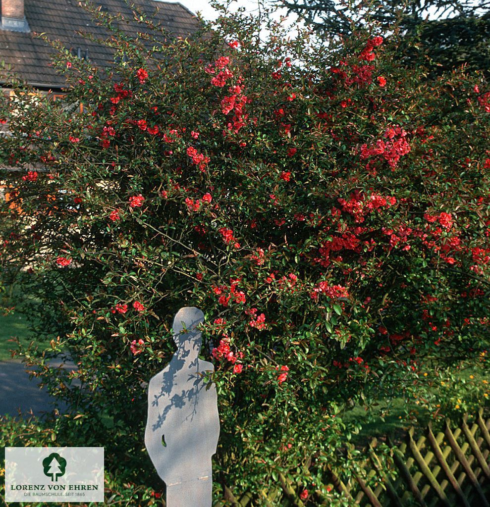 Chaenomeles speciosa