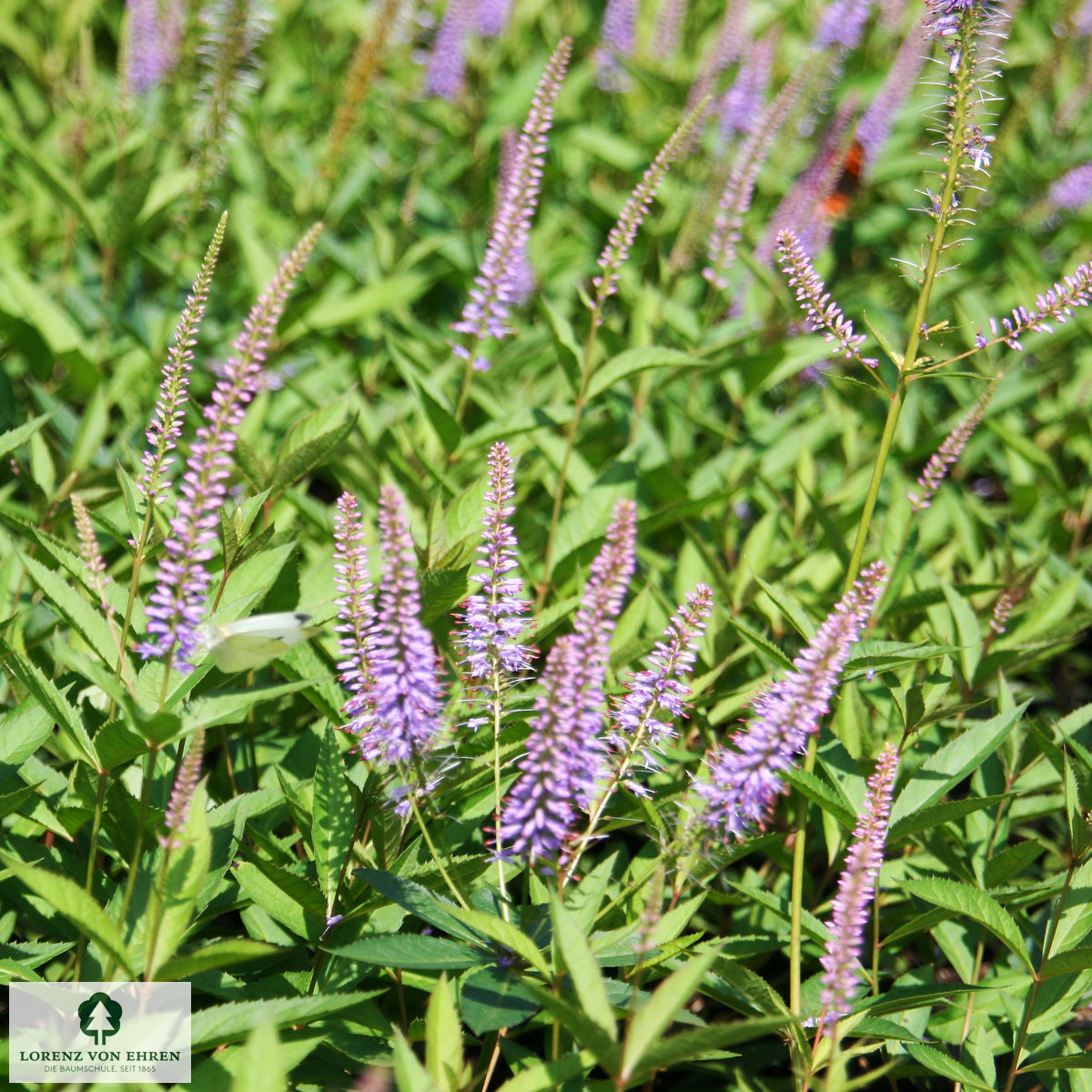 Veronicastrum virginicum