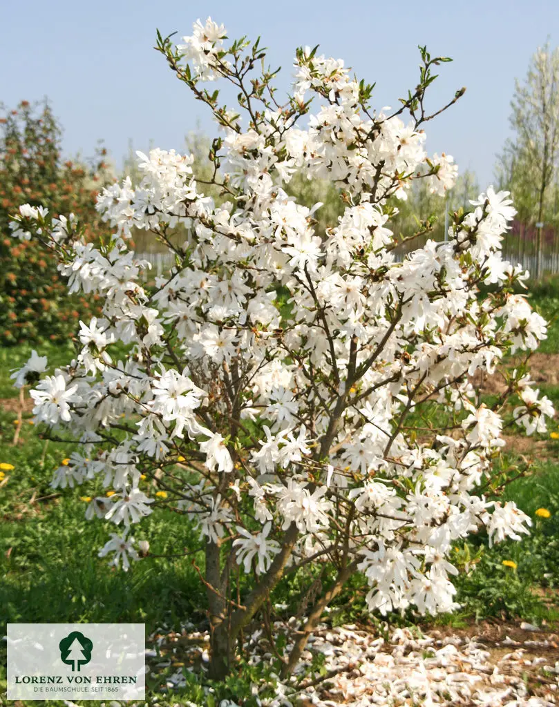 Magnolia stellata