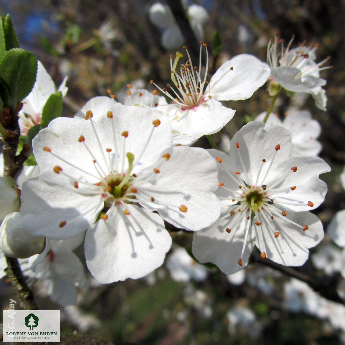 Prunus cerasifera