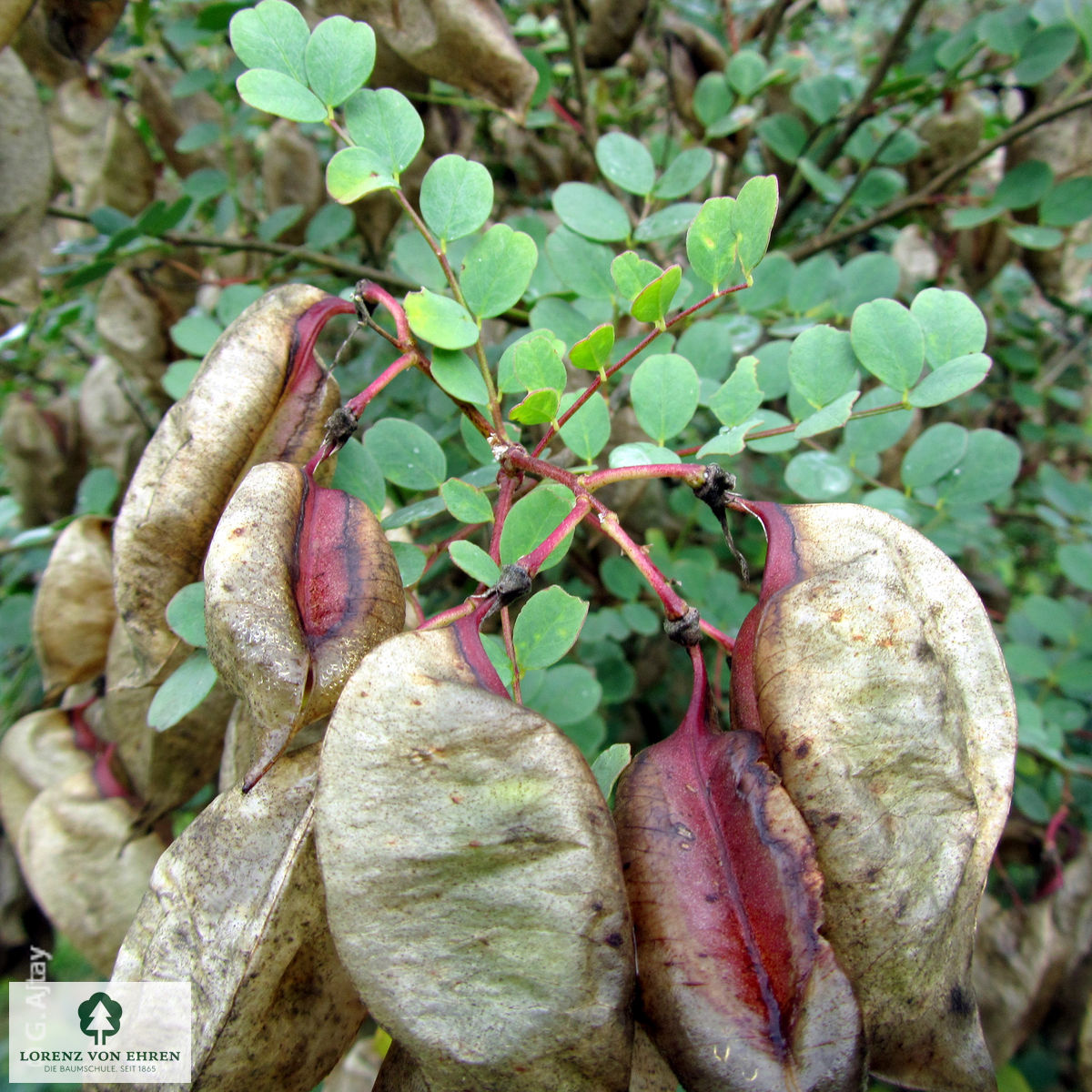 Colutea arborescens