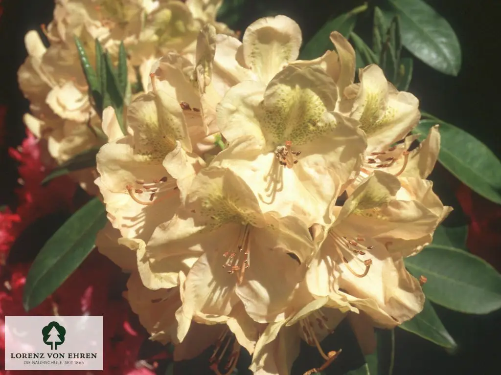 Rhododendron Hybride 'Belkanto'