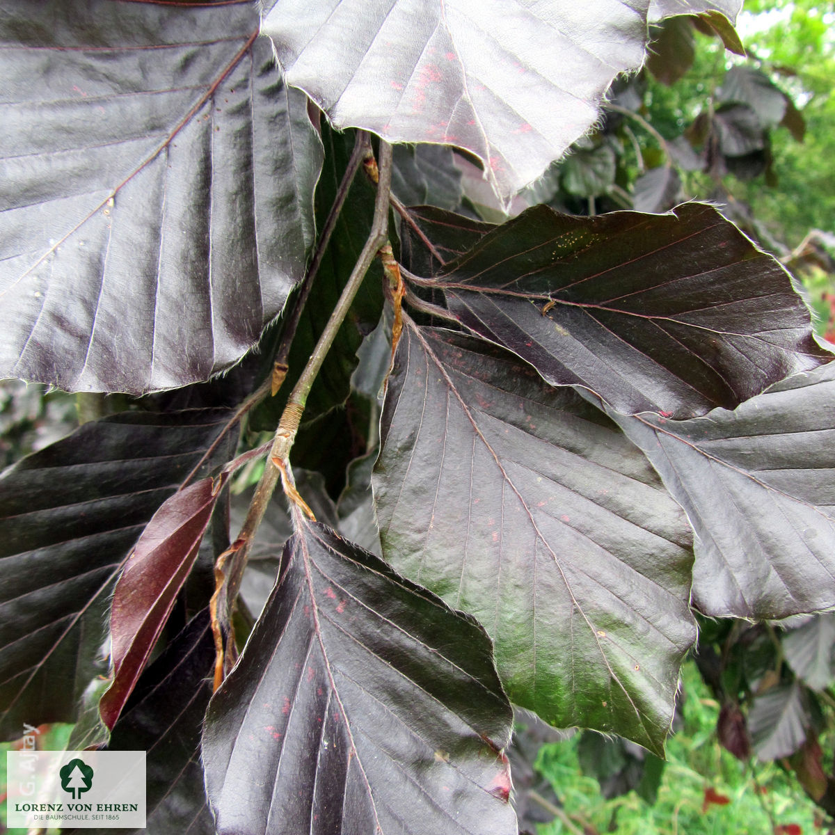 Fagus sylvatica 'Purple Fountain'