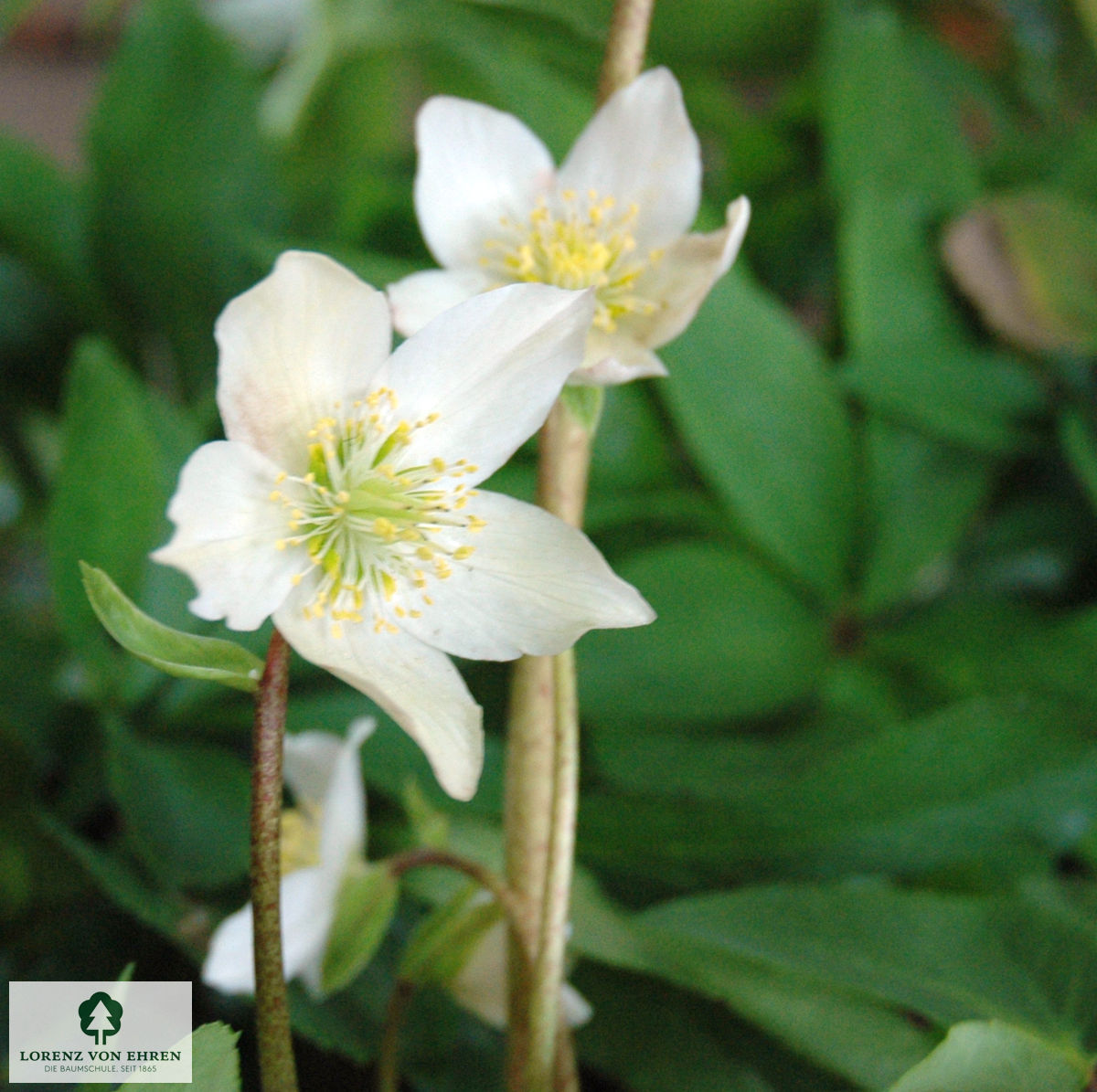 Helleborus Orientalis-Hybride 'White Lady'