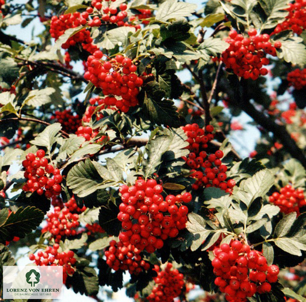 Sorbus hybrida 'Gibbsii'