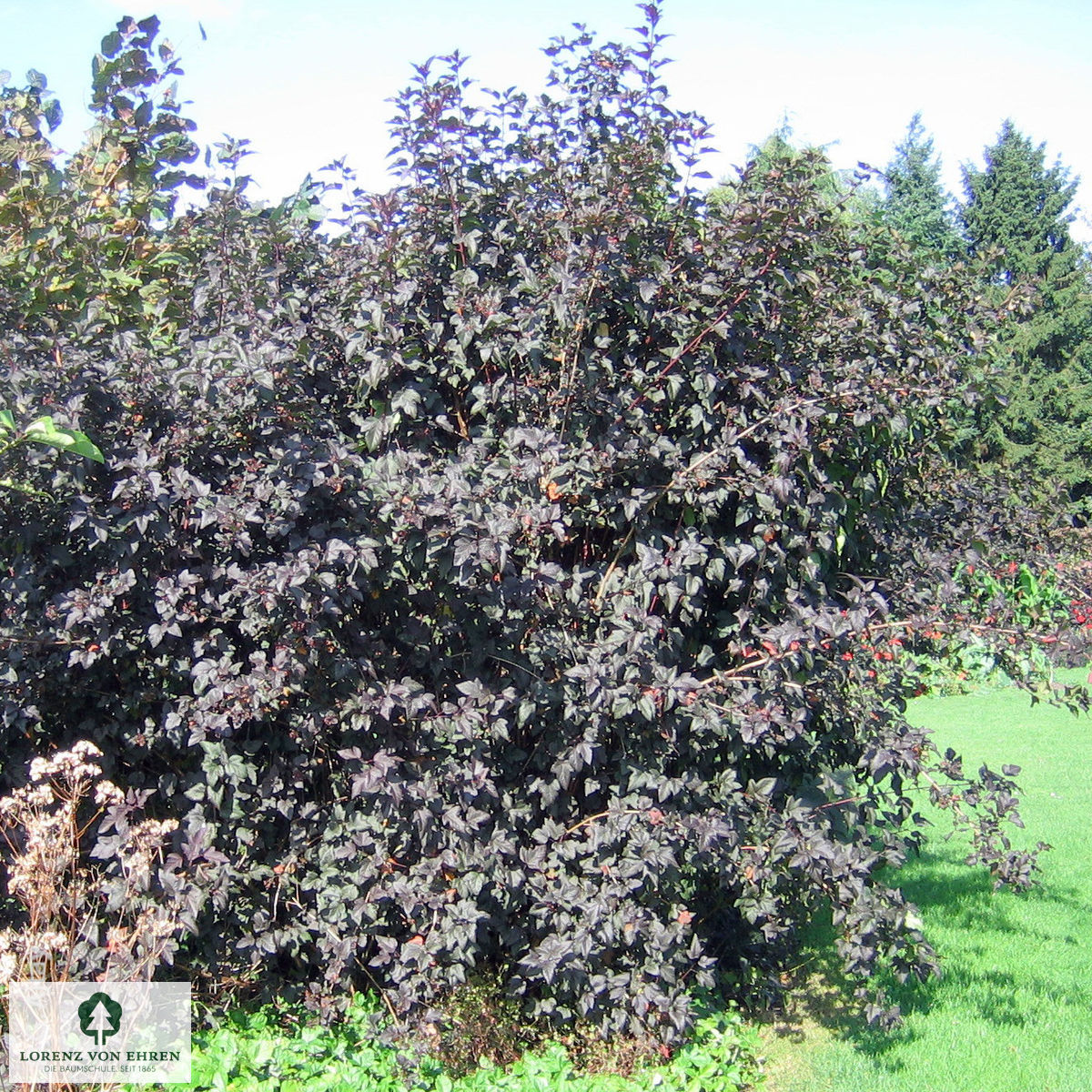 Physocarpus opulifolius 'Diabolo'