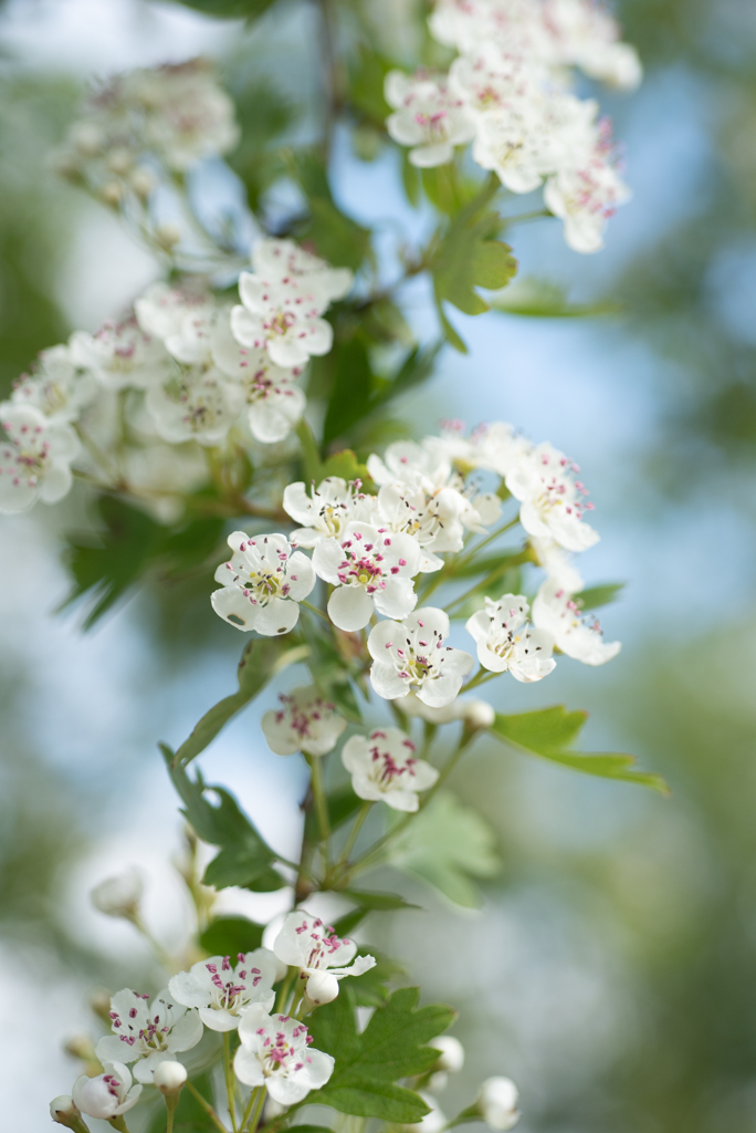 Crataegus monogyna Unikat