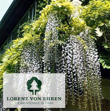 Wisteria sinensis