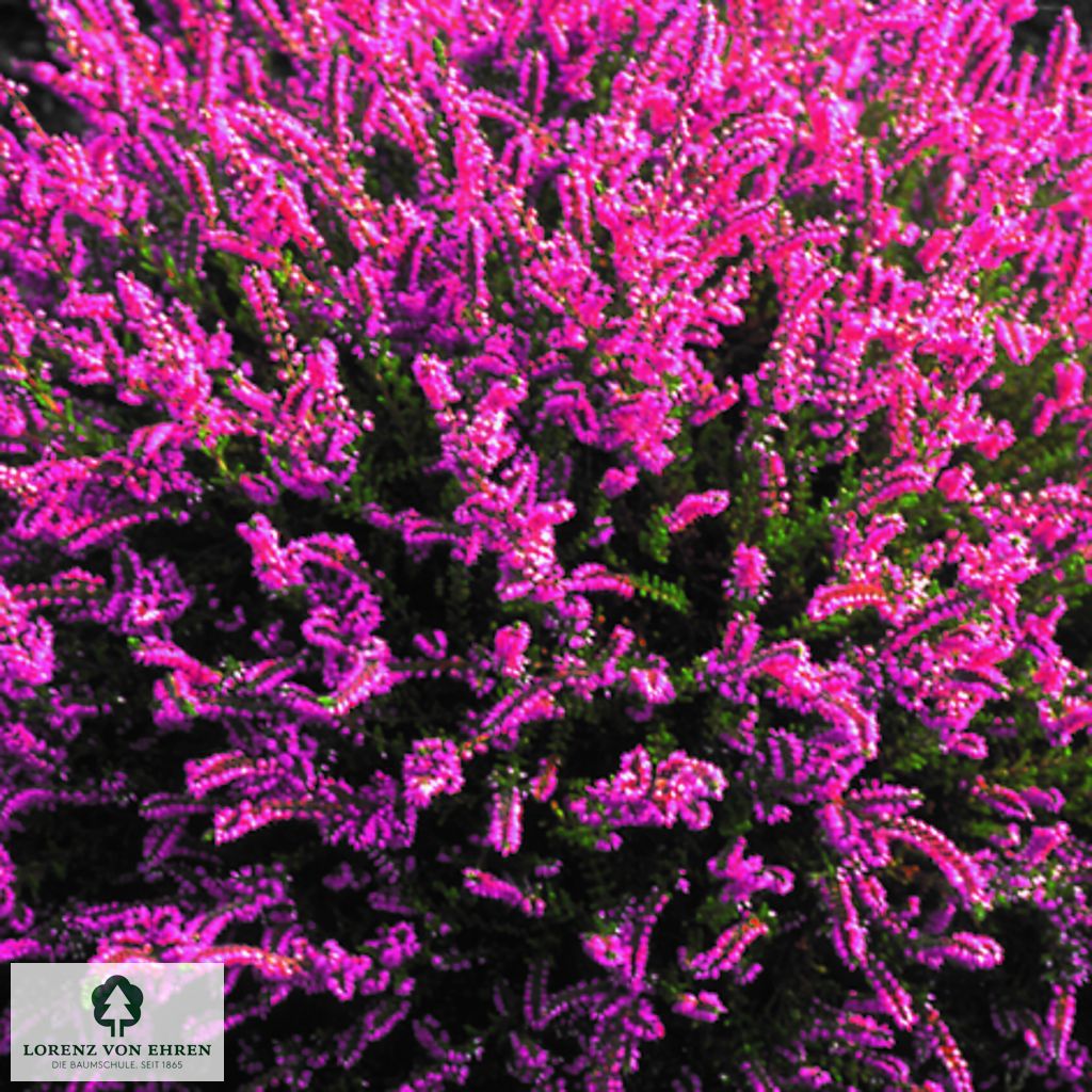 Calluna vulgaris 'Carmen'