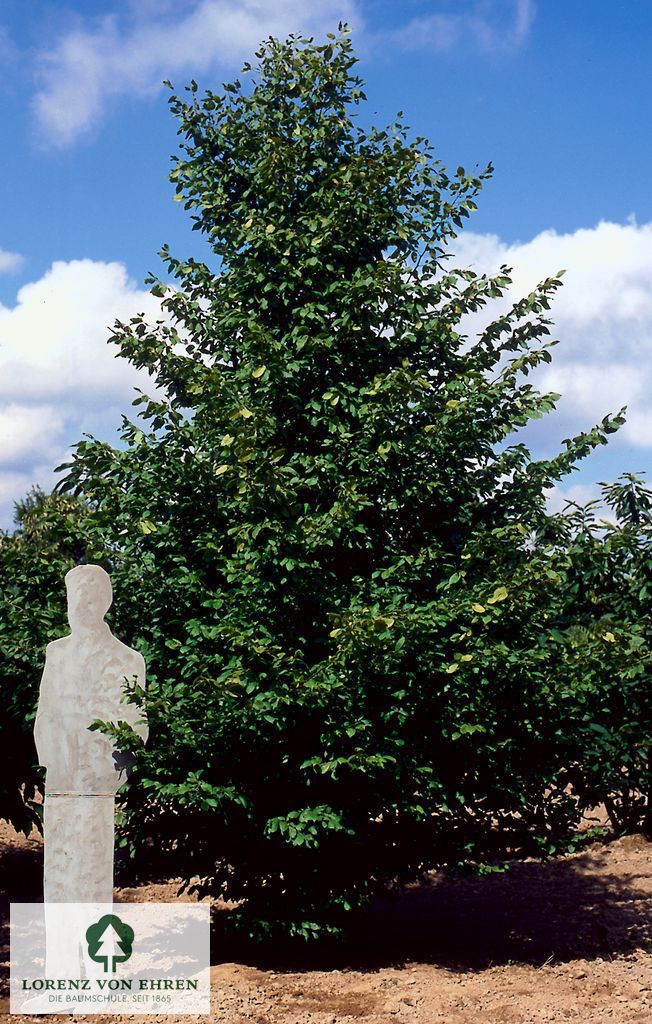 Carpinus betulus