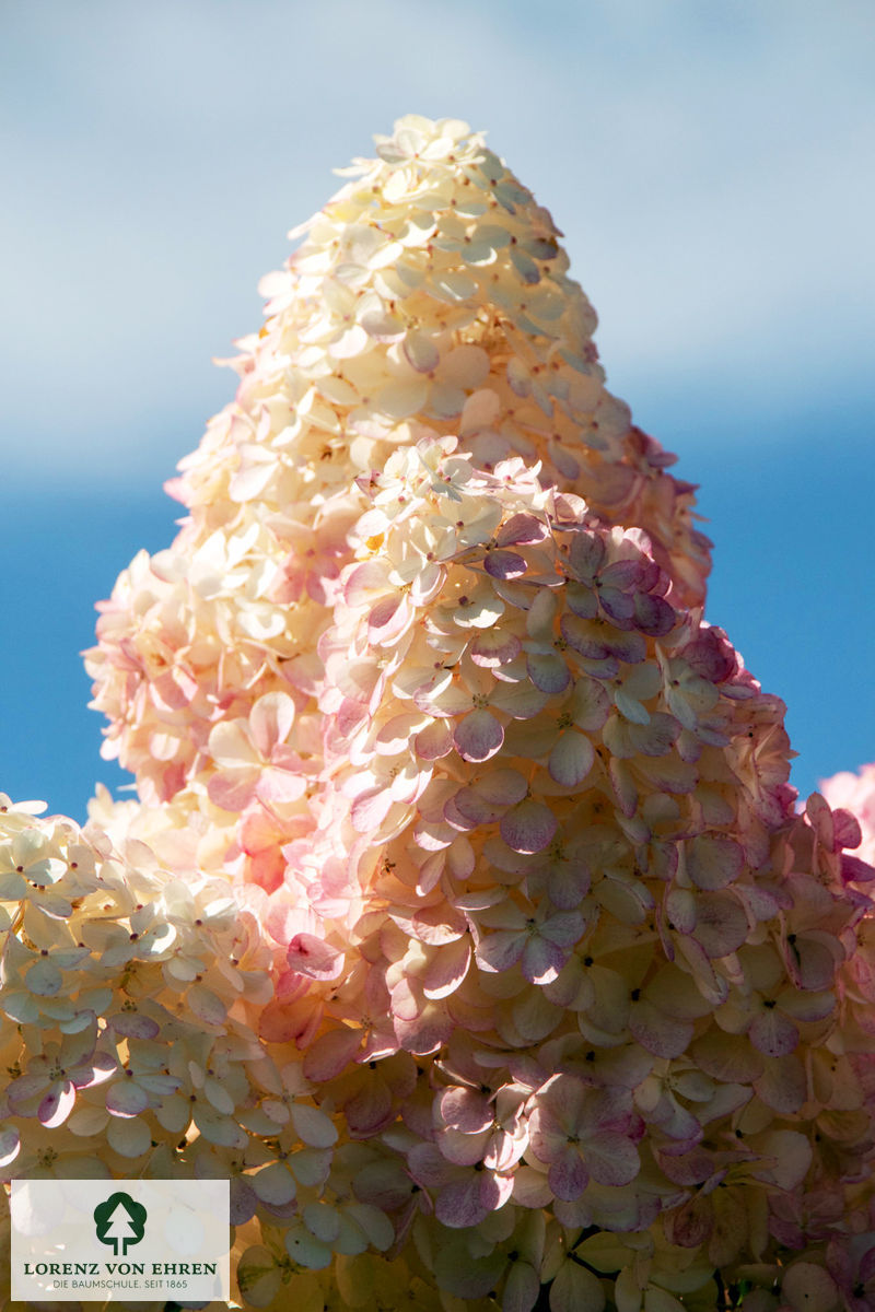 Hydrangea paniculata 'Vanilla Fraise'