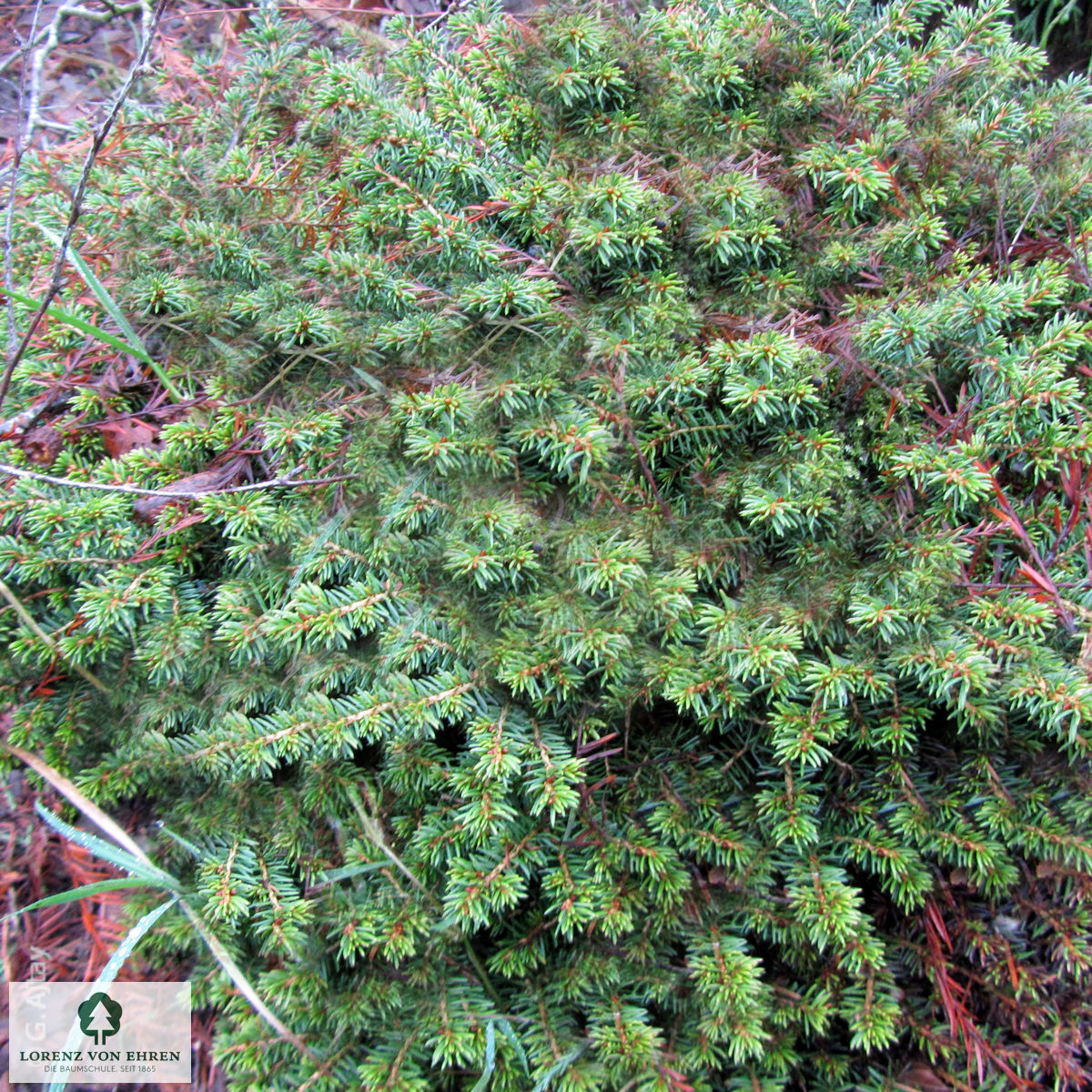 Picea abies 'Little Gem'