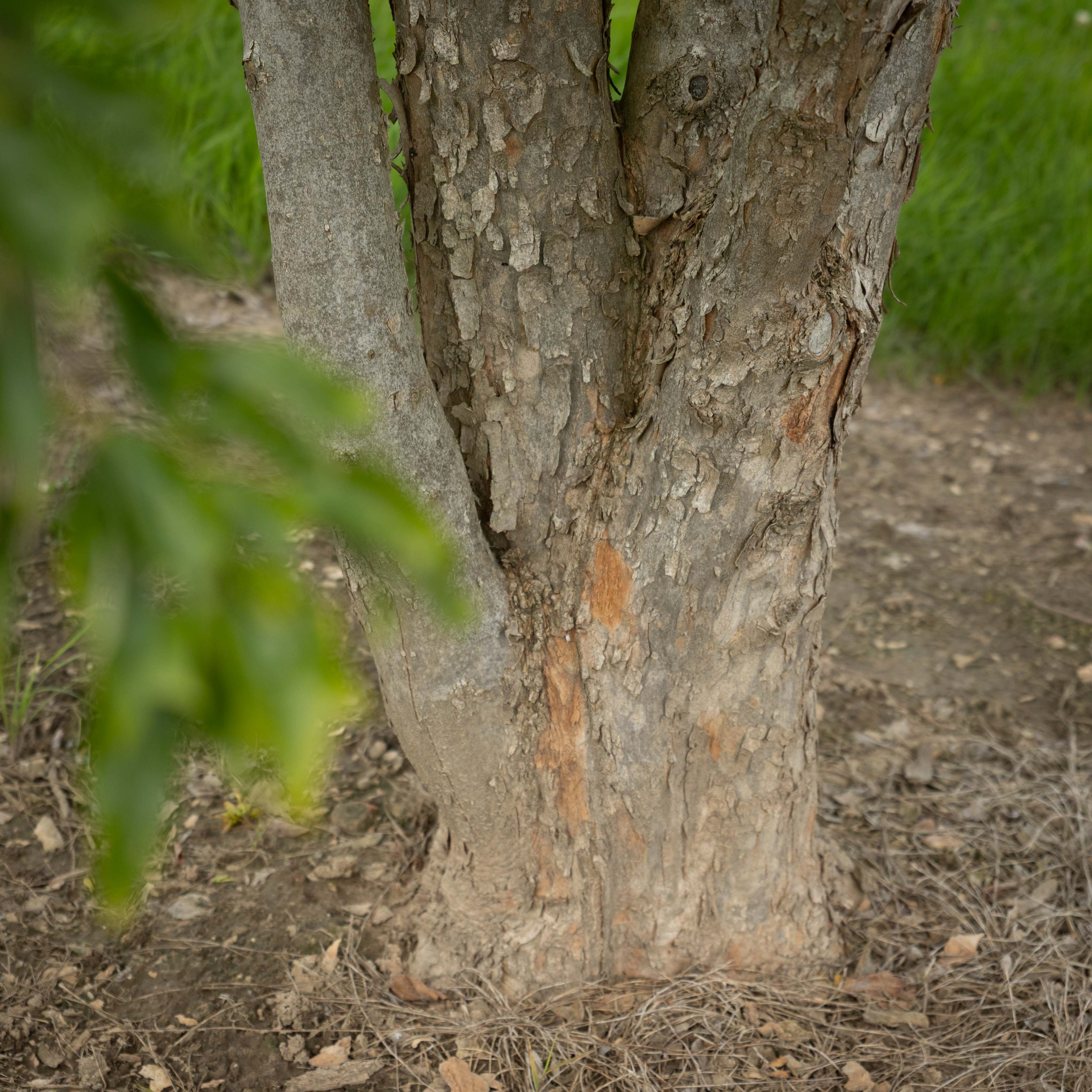 Nahaufnahme Baumstamm