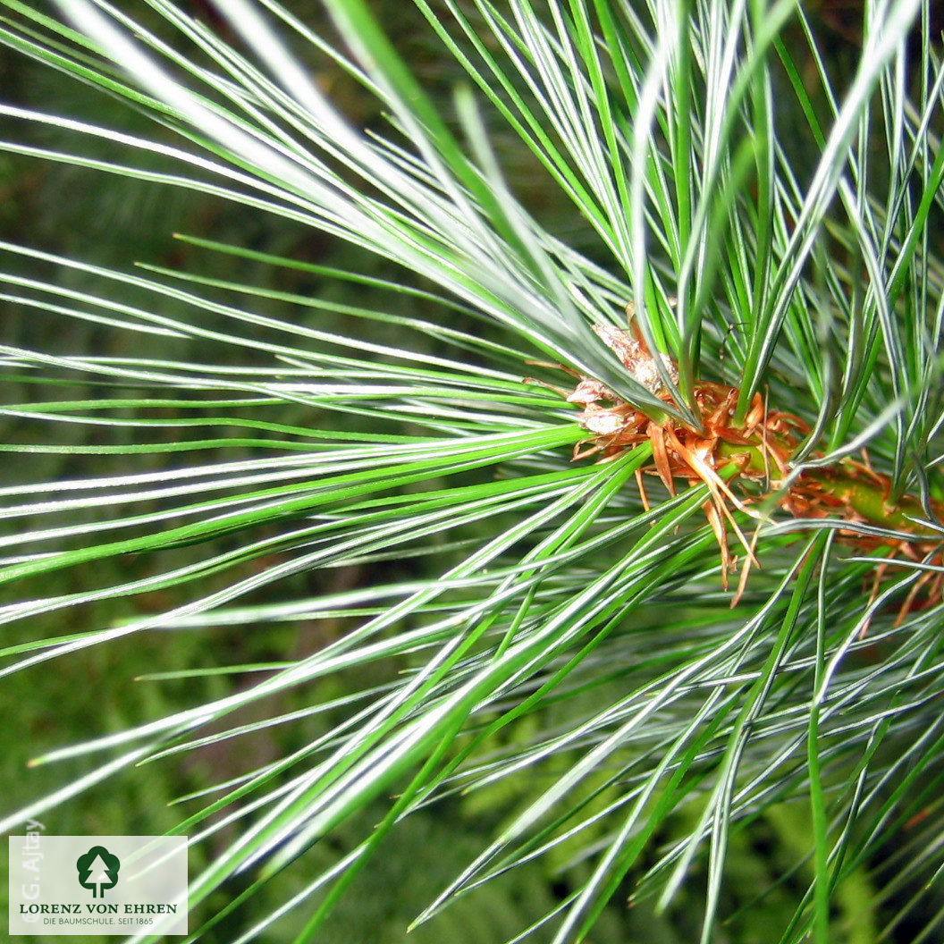 Pinus strobus