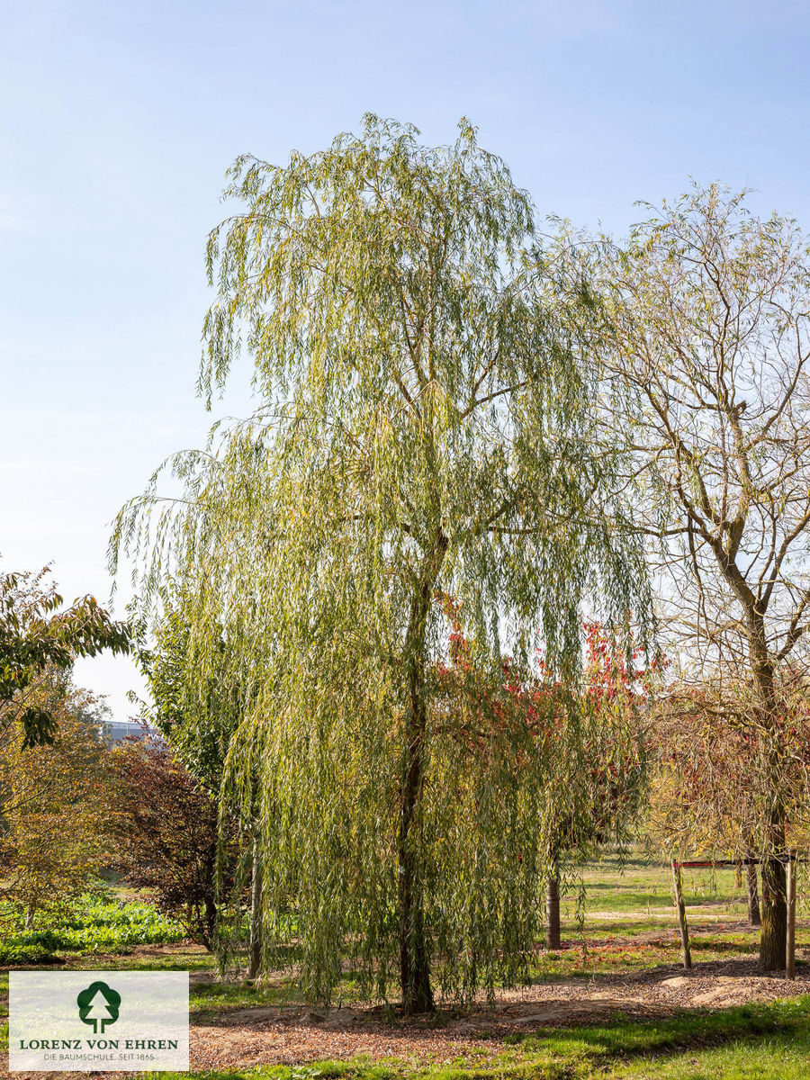 Salix alba 'Tristis Resistenta'