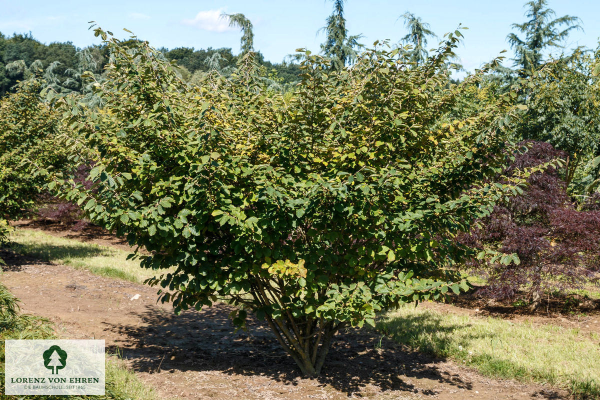 Hamamelis intermedia 'Arnold Promise'