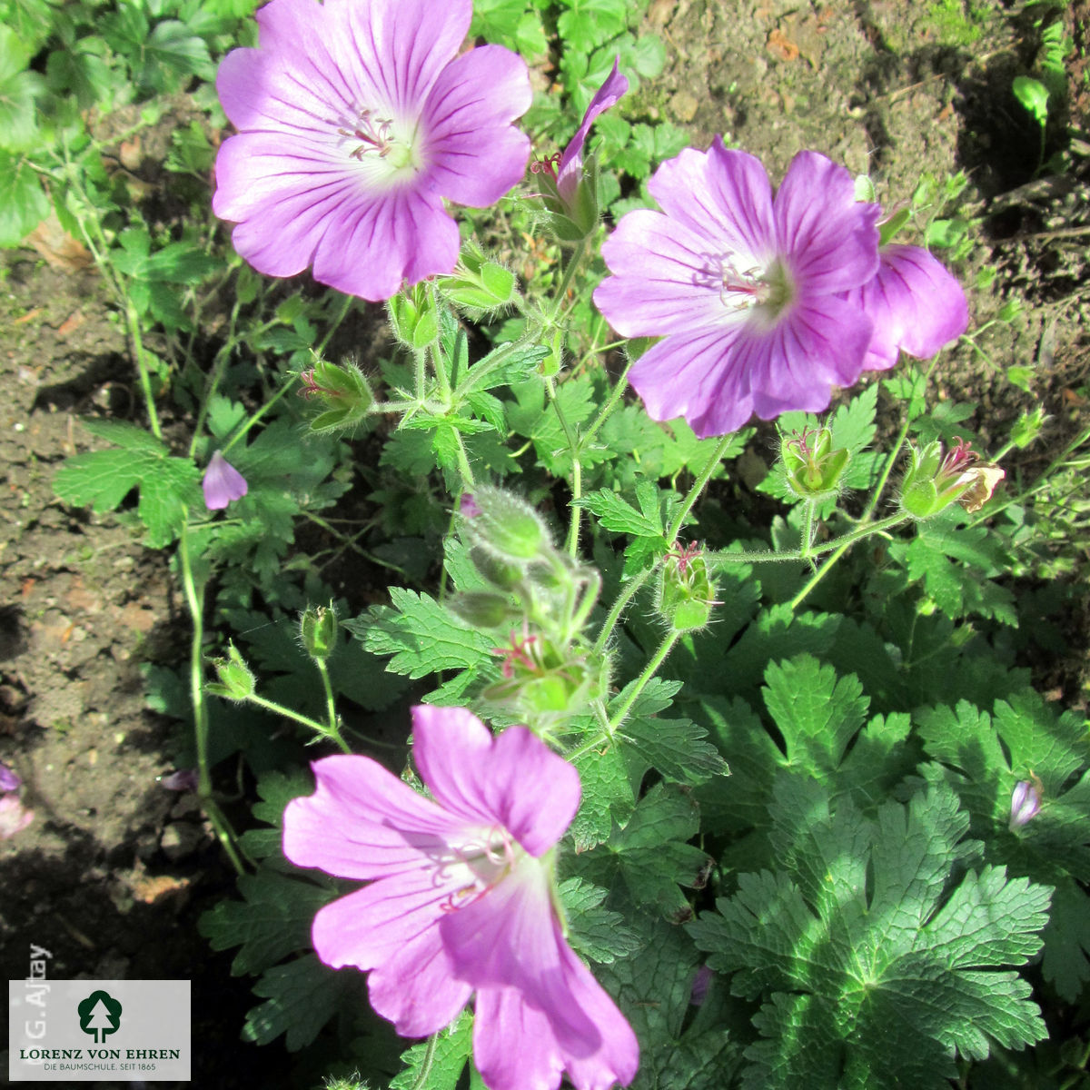 Geranium magnificum 'Rosemoor'