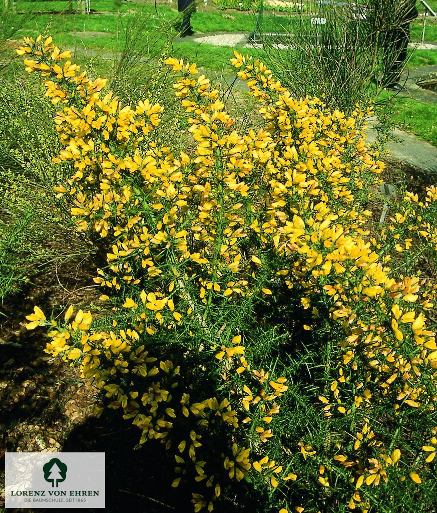 Ulex europaeus