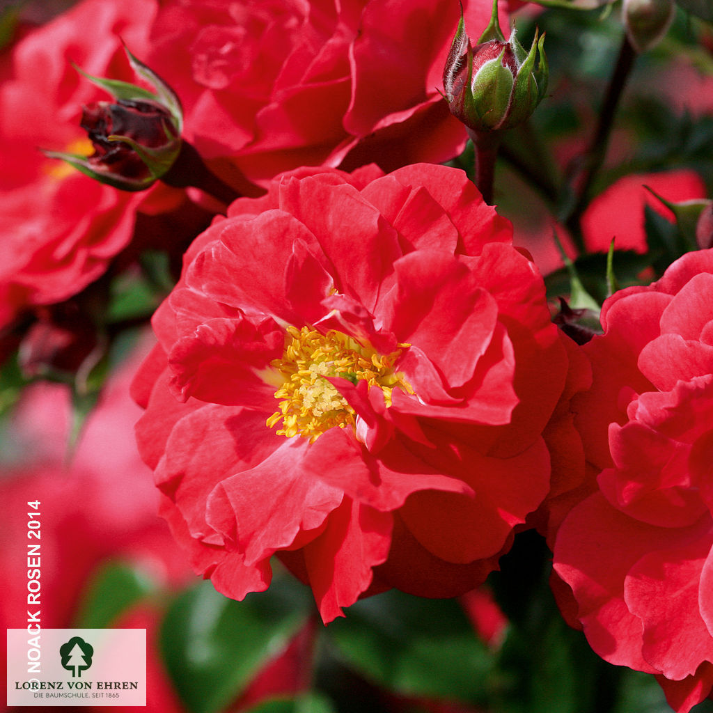 Rosa 'Heidefeuer'
