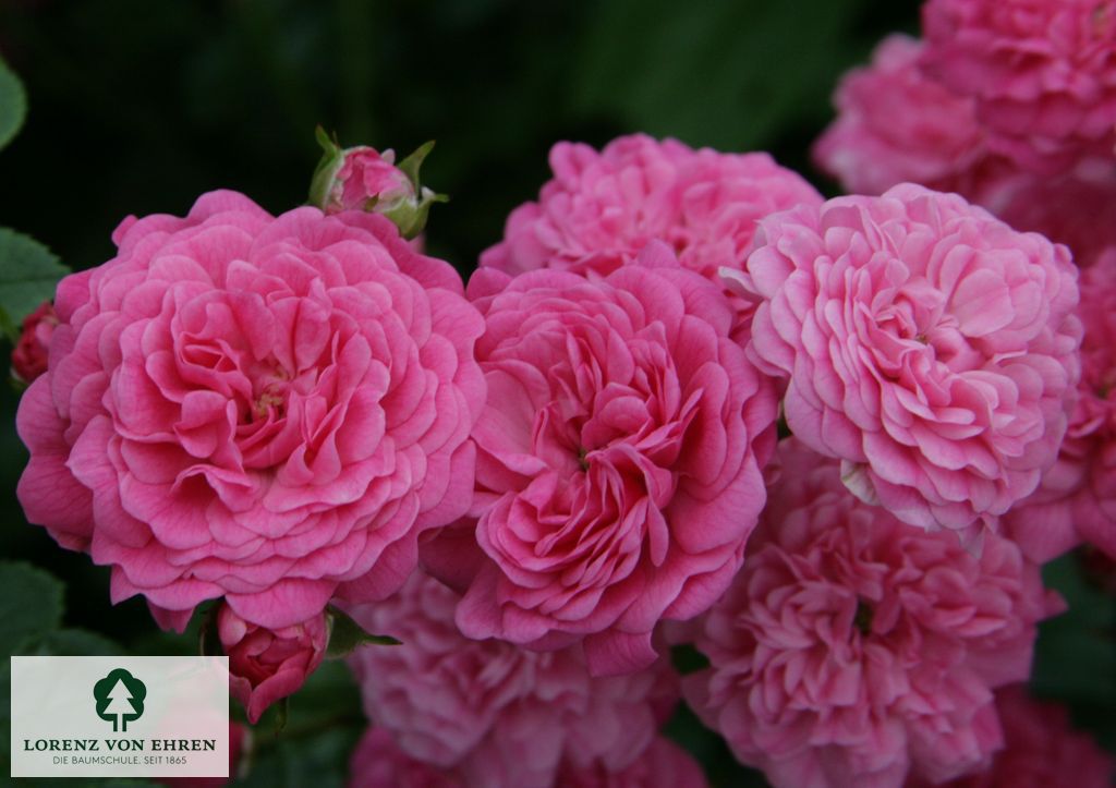 Rosa 'Pepita'