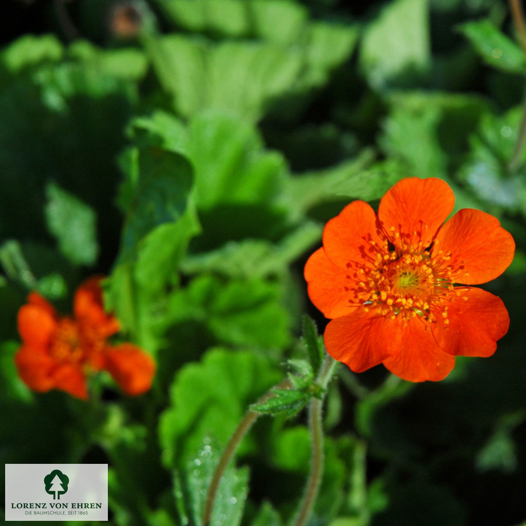 Geum coccineum 'Borisii'