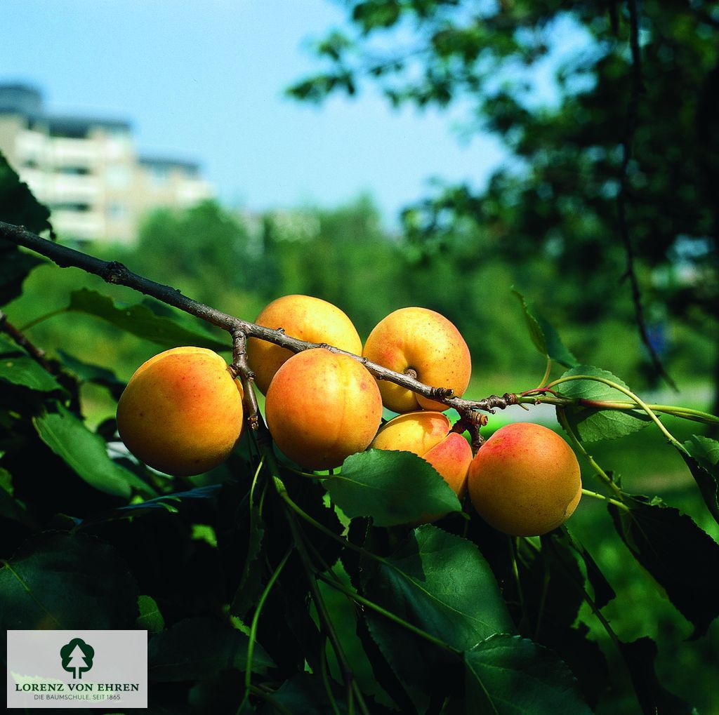 Prunus armeniaca 'Nancyaprikose'