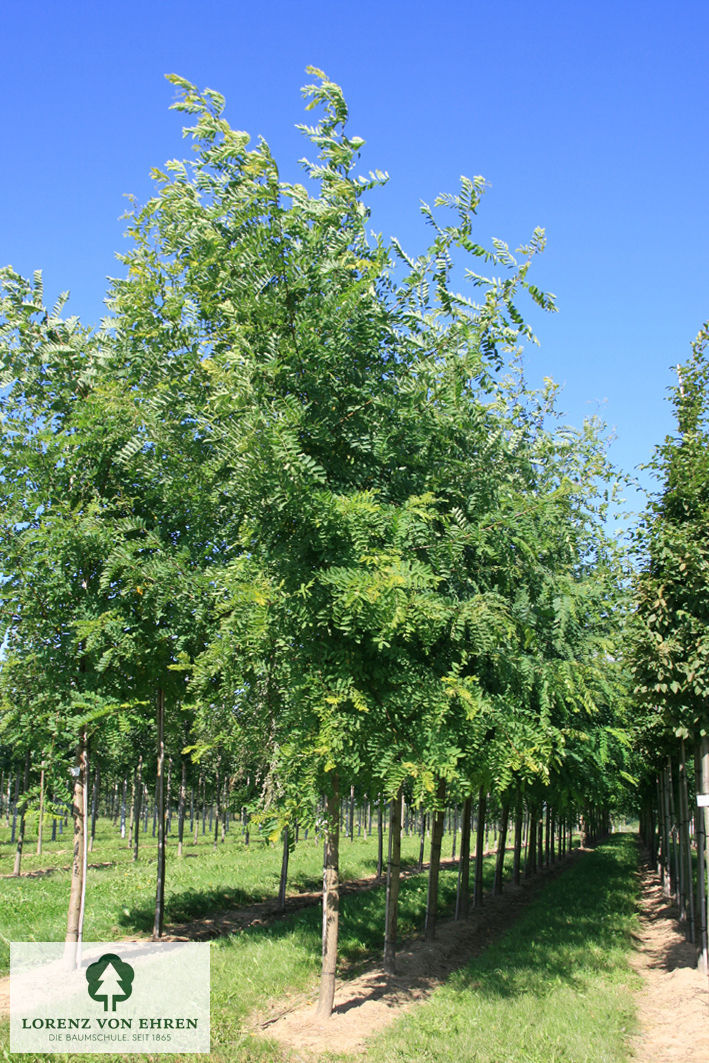 Robinia pseudoacacia 'Nyirségí'