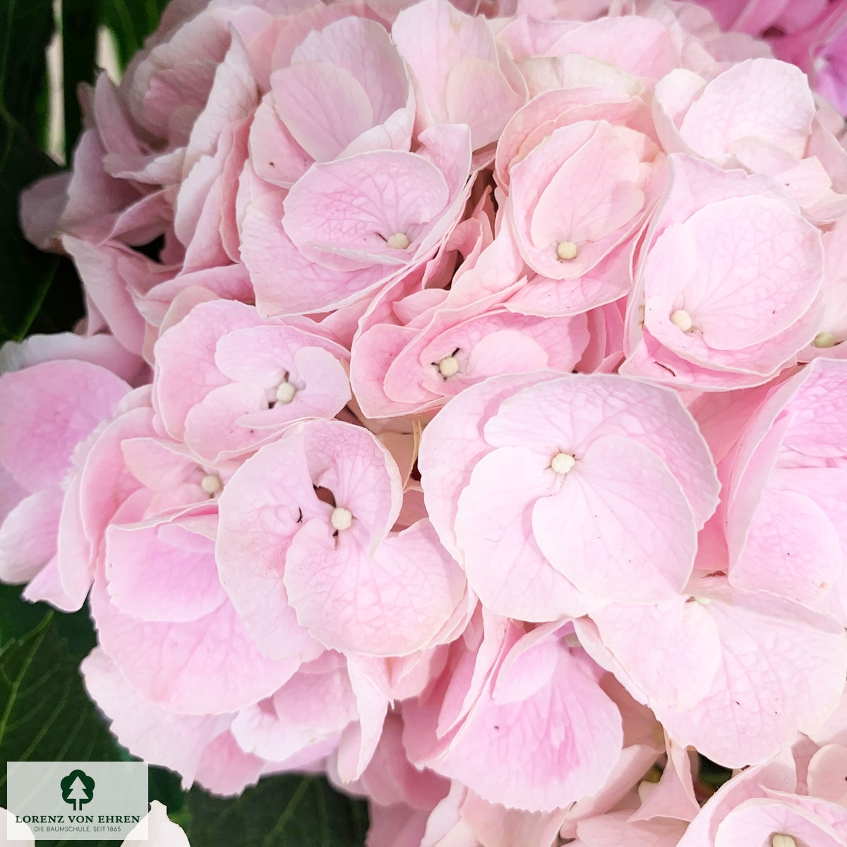 Hydrangea macrophylla 'Madame E. Mouillère'