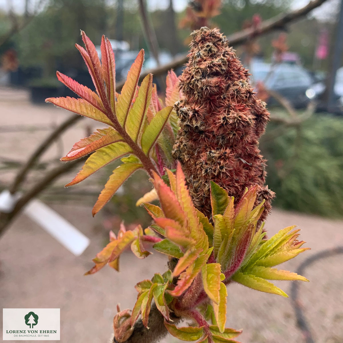 Rhus typhina