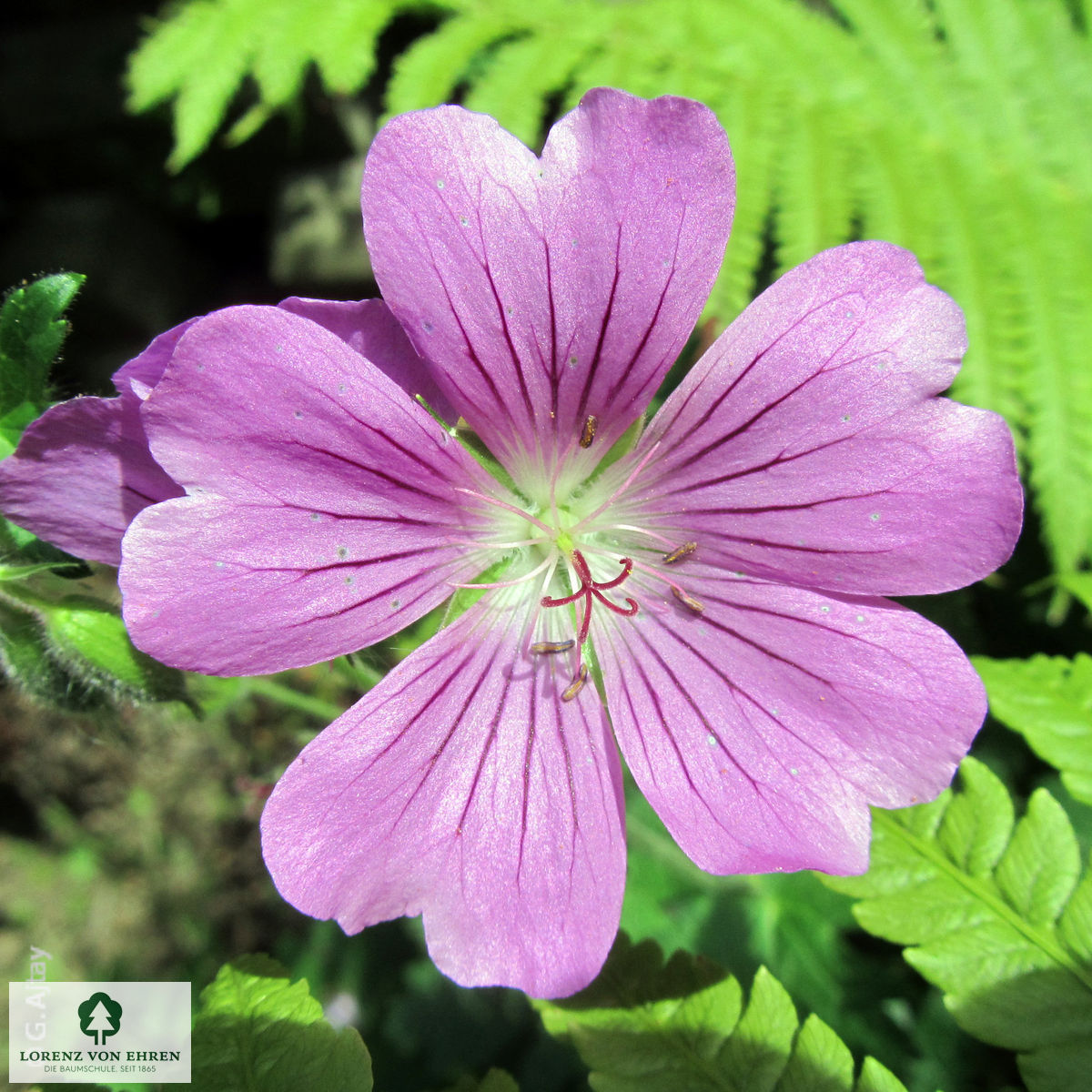 Geranium magnificum 'Rosemoor'