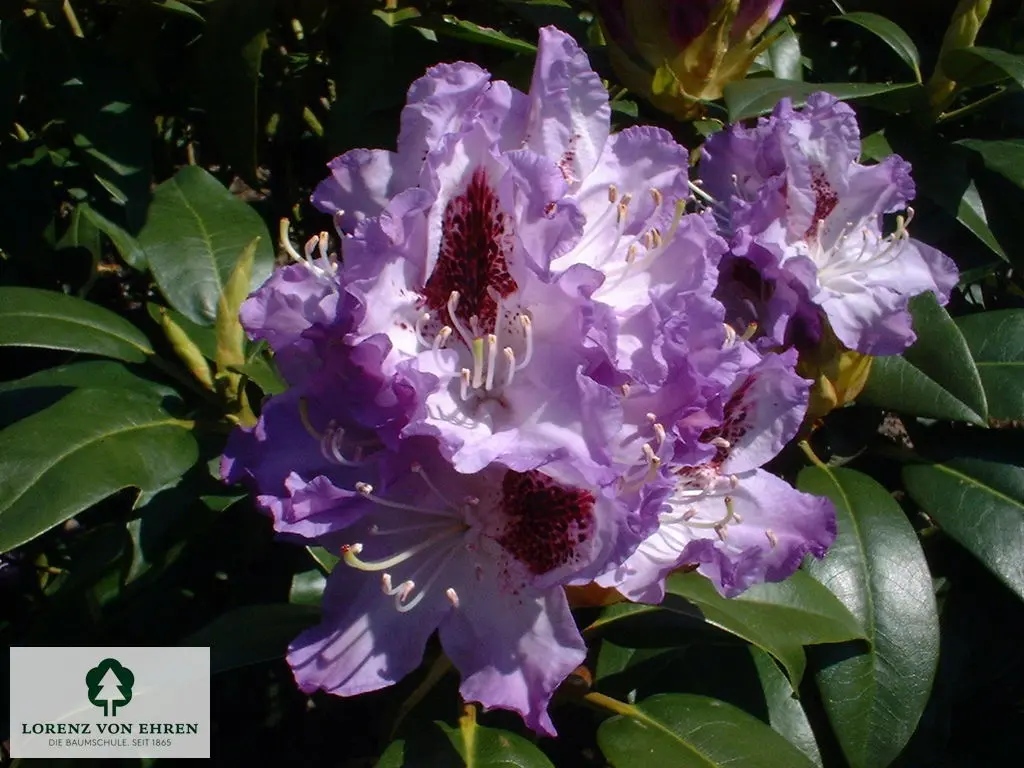 Rhododendron Hybride 'Blue Peter'