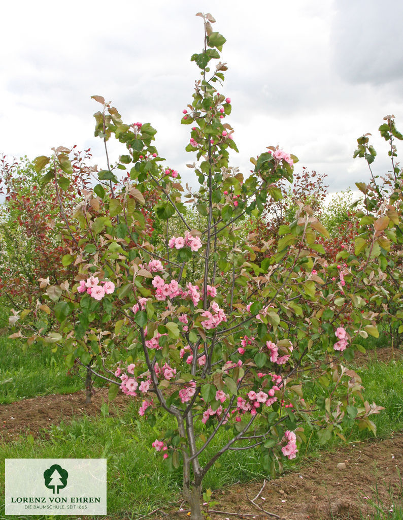 Malus 'Brandy Magic'