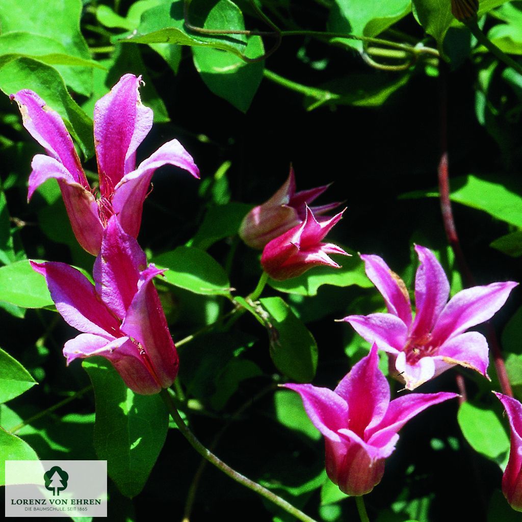 Clematis texensis