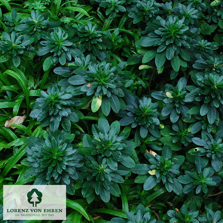 Euphorbia amygdaloides robbiae
