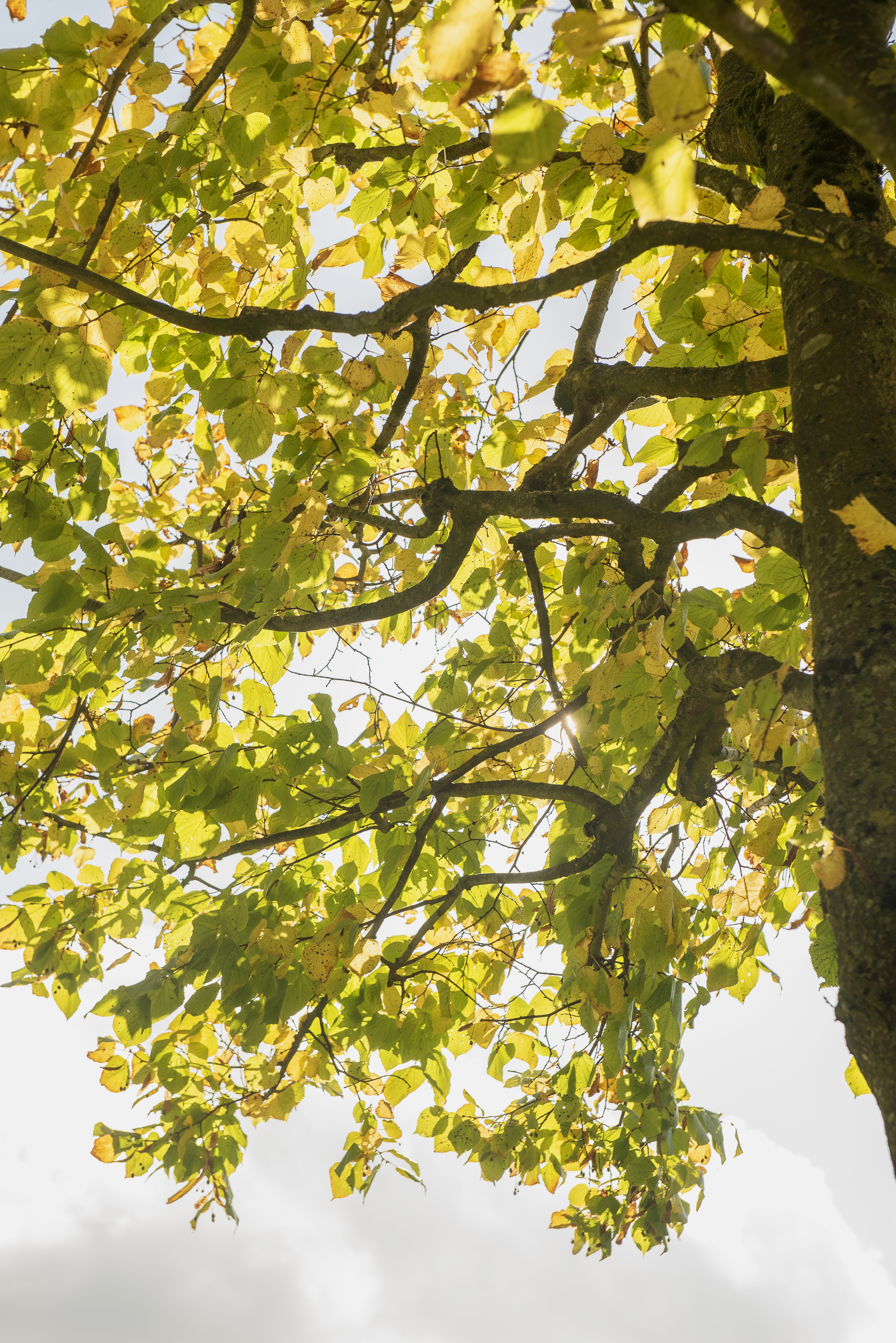 Tilia platyphyllos Unikat